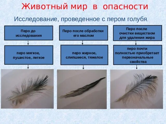 Характеристика пера птицы. Типы перьев. Виды перьев у птиц. Строение пера и типы перьев. Особенности строения перьев птиц.