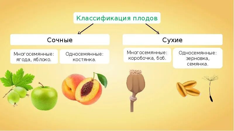 Зерновка боб ягода