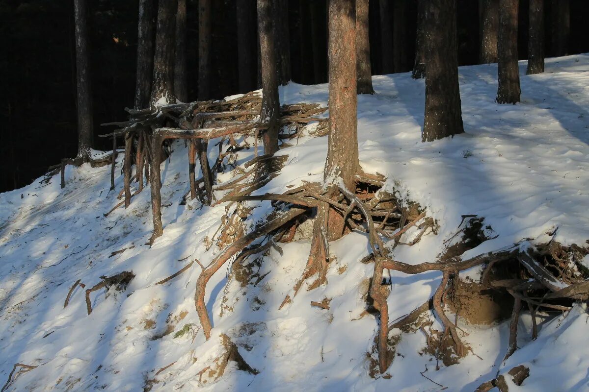 Корневая у сосны