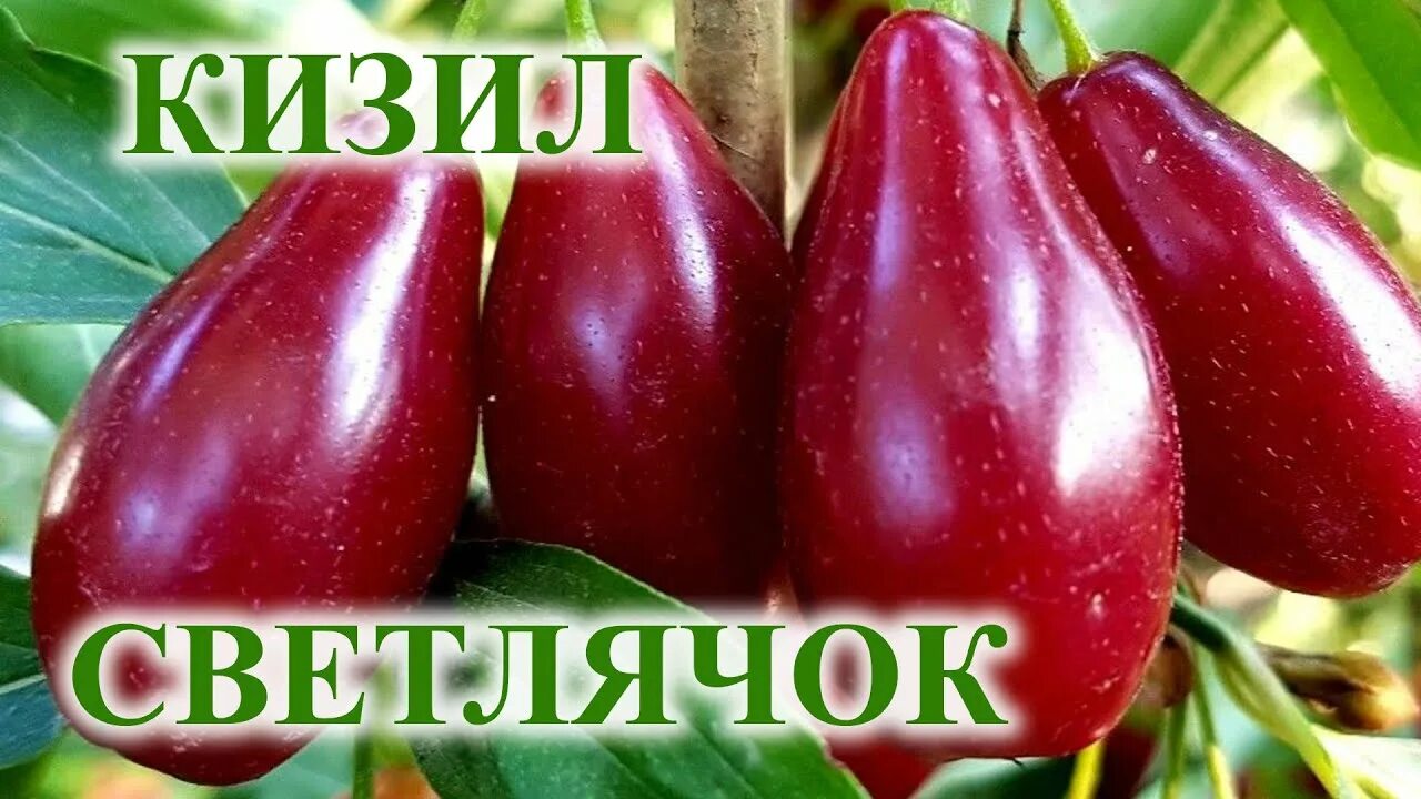 Кизил светлячок