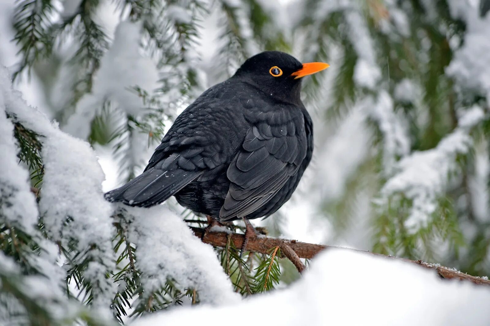 Черный Дрозд самка. Чёрный Дрозд (лат. Turdus Merula). Черный Дрозд самец. Черный Дрозд самец и самка. Черные поющие птицы