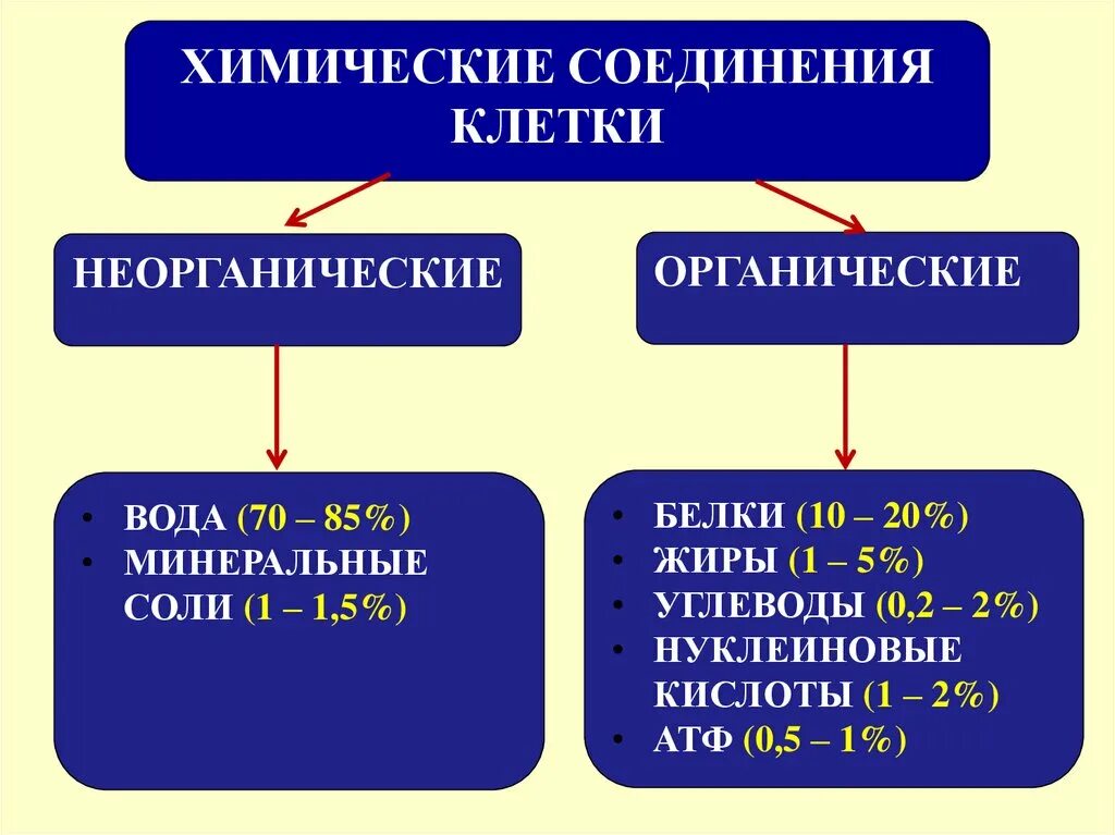 Неорганические вещества клетки вода. Органические и неорганические соединения клетки. Химические вещества клетки. Химический состав клетки вода и Минеральные соли. Организация вещества клетки