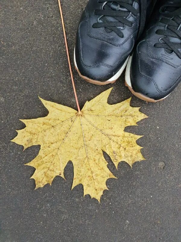 Последний лист презентации. Пропадают листья. Пропадают листья. Последний лист презентации. Пропадают листья.