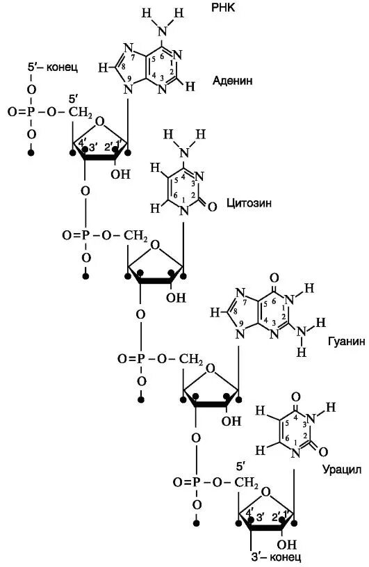 Днк штрих концы. Структурная формула нуклеотида РНК. Формула нуклеотида РНК. Первичная структура РНК формула. Химическая формула нуклеотида РНК.