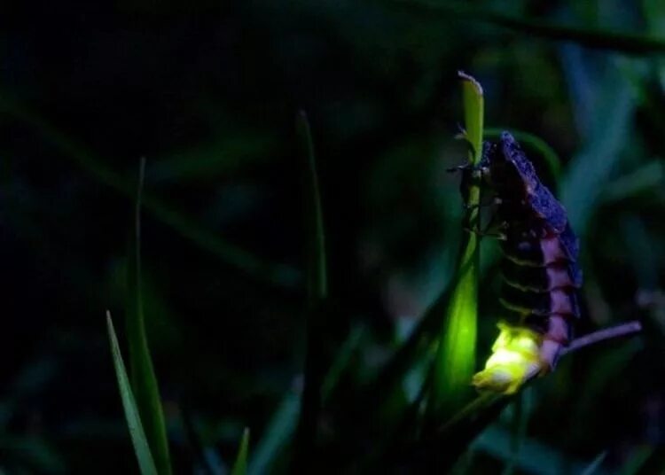 Биолюминесценция светлячков. Светлячок гусеница. Светляк гусеница. Жук Светлячок в темноте. Познавательный текст о светлячках