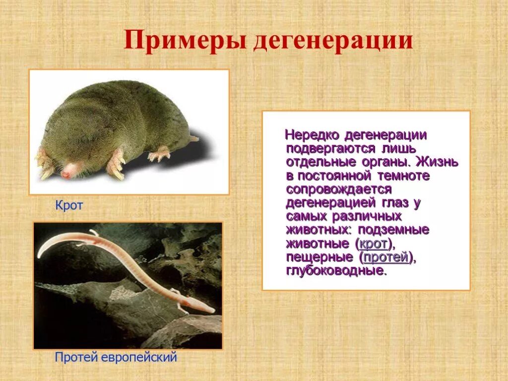 Примеры ароморфоза и дегенерации. Общая дегенерация Крот. Примеры общей дегенерации в биологии. Общая дегенерация примеры. Примеры дегенерации у животных.