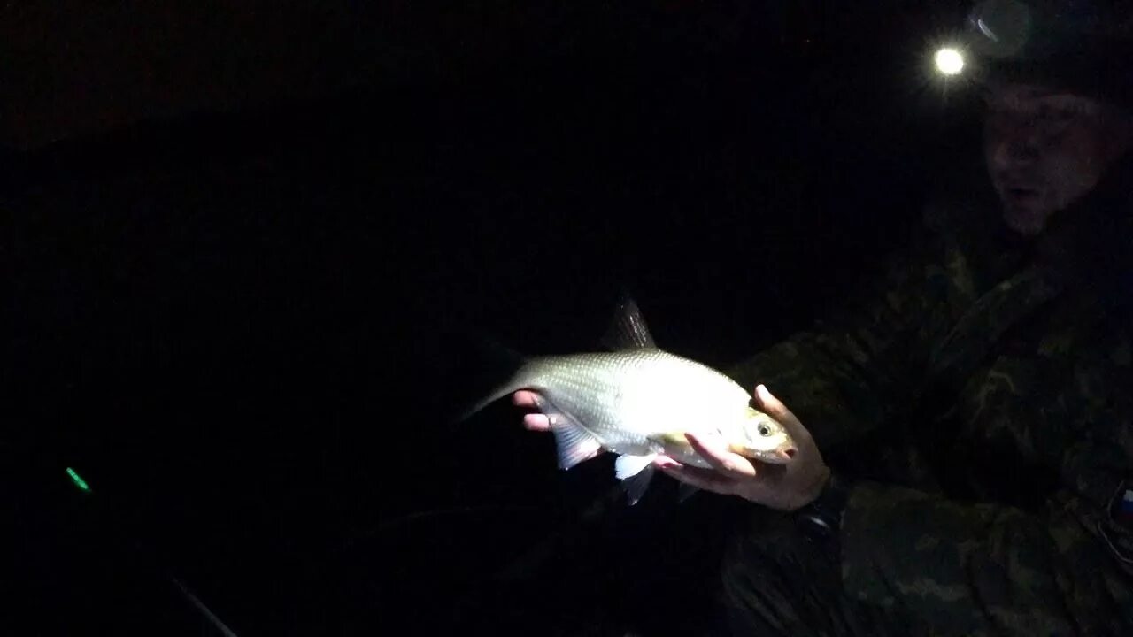 Воблер на ночного судака. Ночная рыбалка на фидер. Рыба ночная рыбалка. Рыба ночная рыбалка. Что ловится ночью.