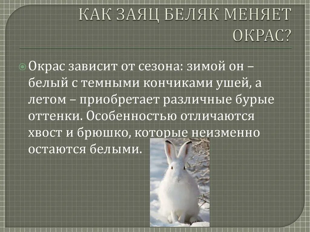 Зайцы беляки в какой природной зоне. Заяц Беляк среда обитания. Приспособления зайца беляка. Физиологический критерий зайца беляка. Генетический критерий зайца беляка.