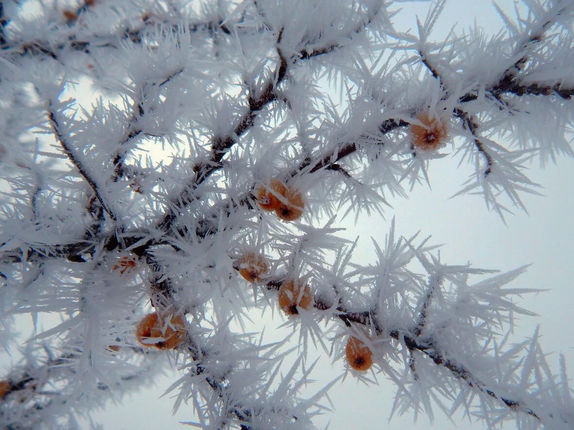 вереск изморозь. синий иней. иней выпадает. о. иней выпадает.