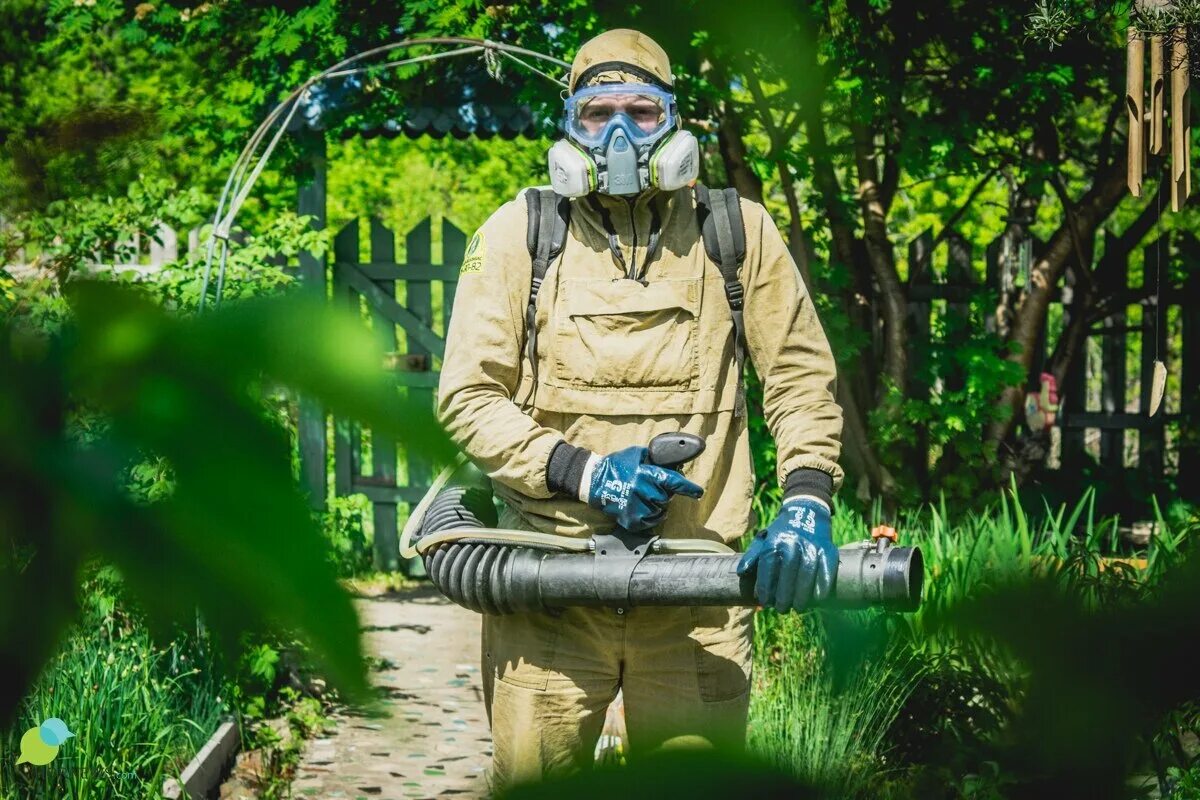 Дезинфекция осы. Дезинсекция клещей на участке. дезинфекция участка от насекомых.