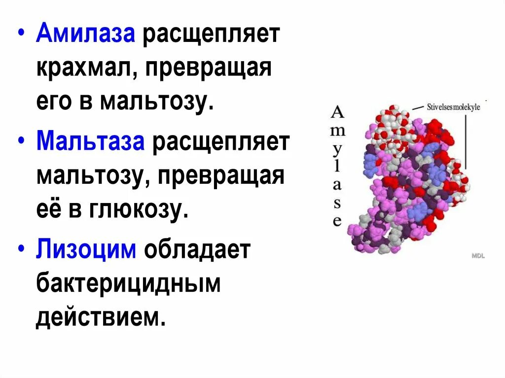 Ферменты слюны расщепляют белки. Амилаза функция расщепления. Альфа амилаза строение. Химическая структура амилазы слюны. Фермент амилаза формула.