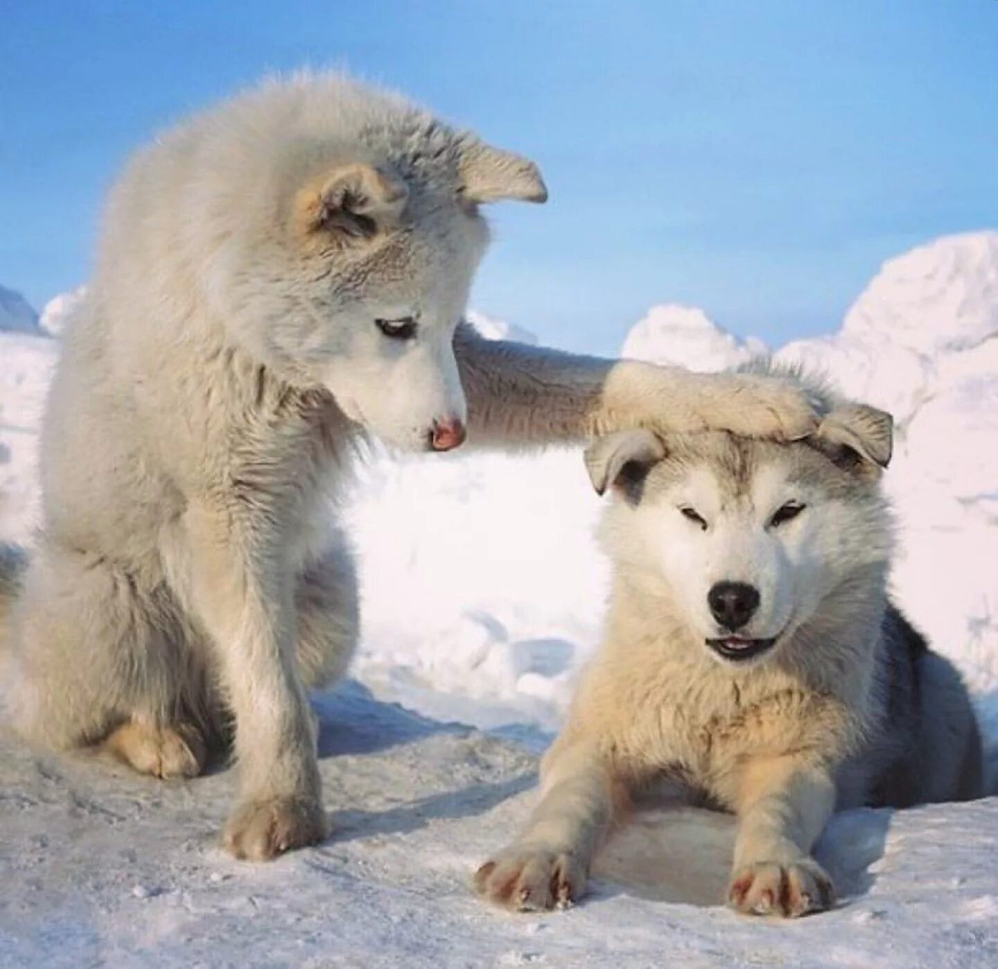 At least one of these. Волк в Арктике. Арктический волк смешной. Волчата зимой. Чукотский волк.