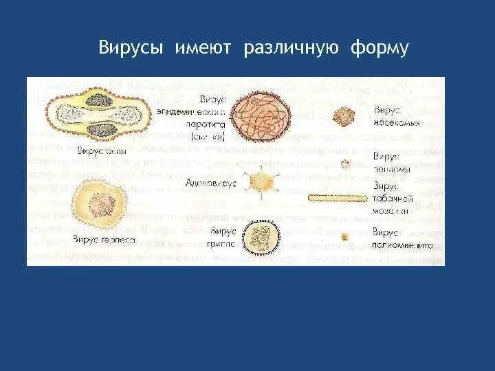 Чем определяется разнообразие форм вирионов. Вирусы имеют. вирусы имеют форму. вирусы имеют ядро. вирусы не имеют.