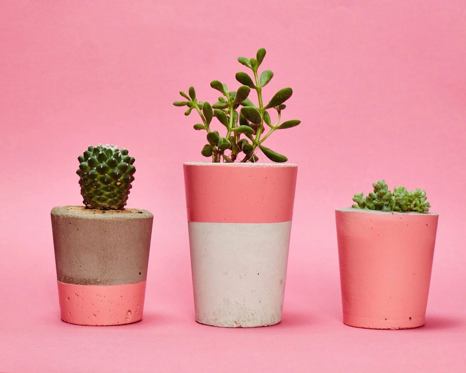 Cactus Pot горшки кактусы Суккуленты. Суккуленты Эстетика. Опунция Эстетика. Суккуленты Минимализм. Мини комнатные растения