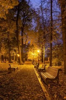 Парк ночью осень