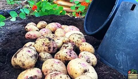 От проволочника осенью после картофеля