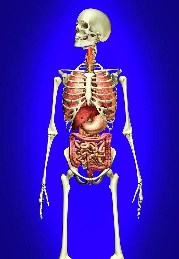Скелет с внутренними органами. Скелет человека сморганами. Скелет человека с внутренними органами. Расположение органов в скелете.