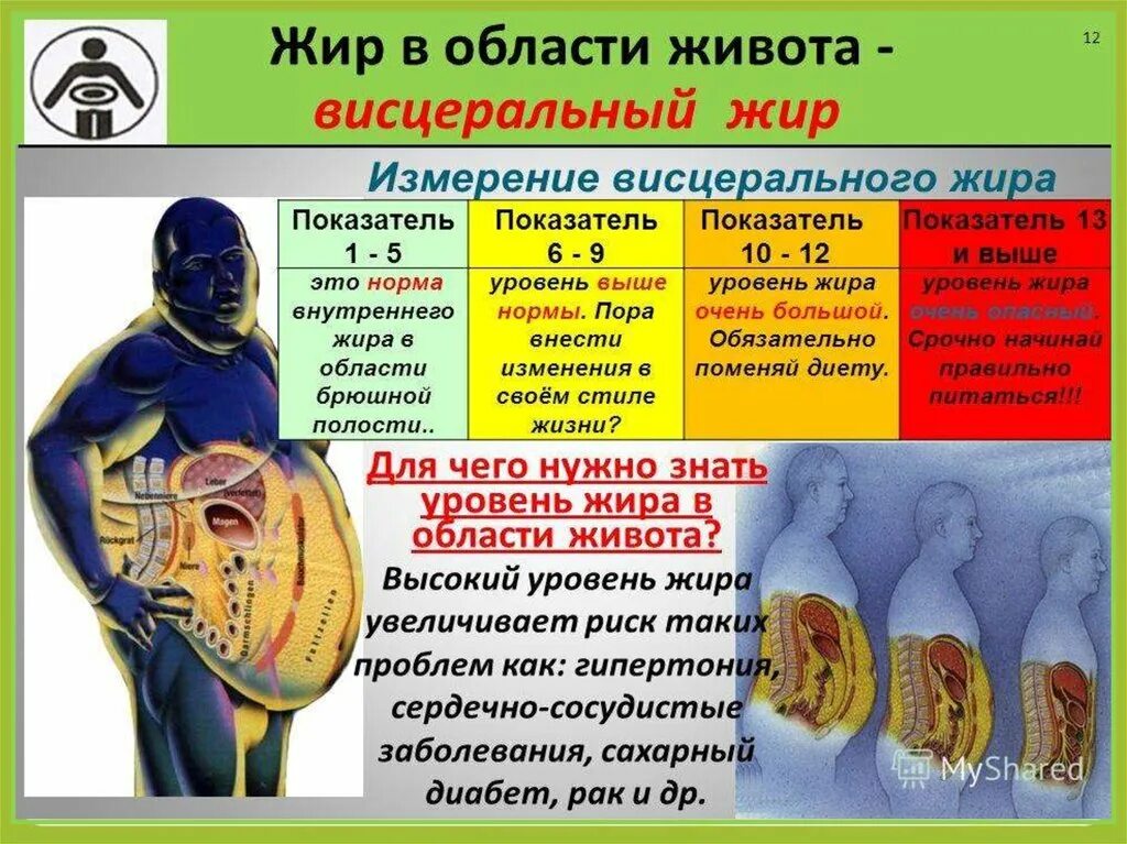 Как выглядит жир в теле человека. Внутренний висцеральный жир. норма висцерального жира в организме. подкожный и висцеральный жир.