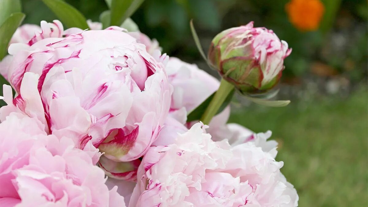 PAEONIA SUFFRUTICOSA Shima-nishiki. Пион древовидный Сима-Нишики Blüten