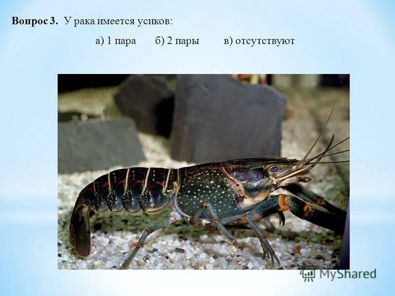 у насекомых 2 пары усиков. хитиновый покров ракообразных. одну пару усиков имеет. пары усиков у ракообразных. усики бабочки.