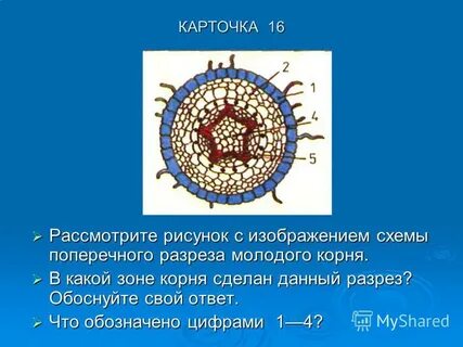 Разрез корня