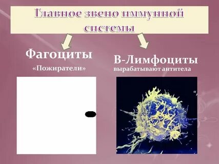 Фагоциты