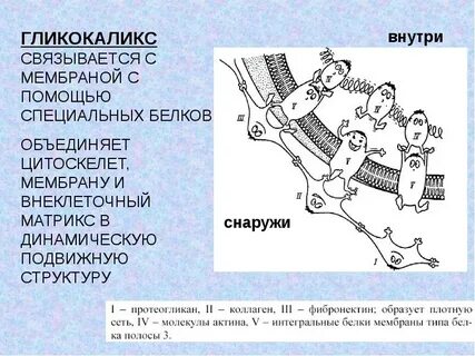 Цитоскелет мембрана