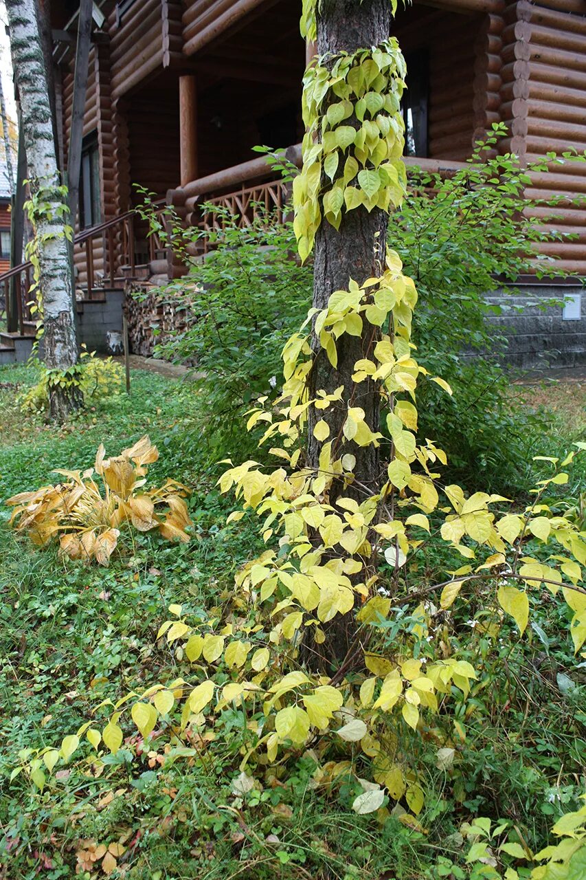 Древогубец фото. Древогубец Геркулес. Бересклет древогубец.