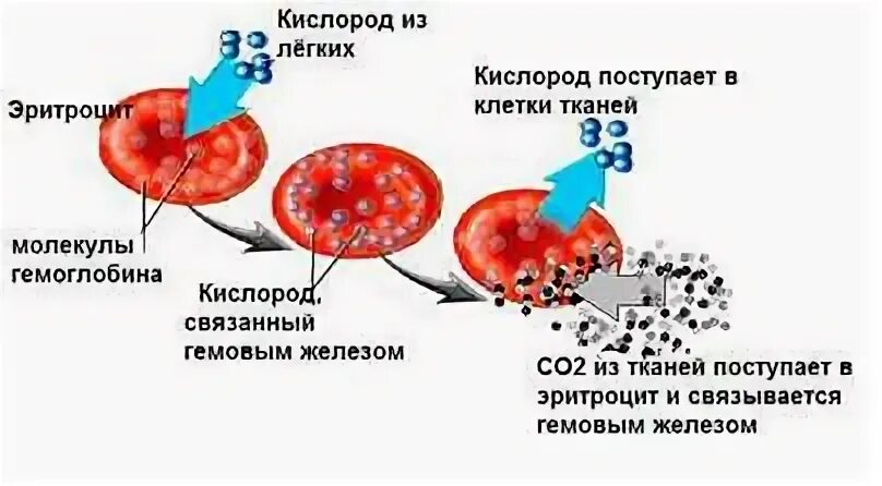 Железо связывает молекулярный кислород