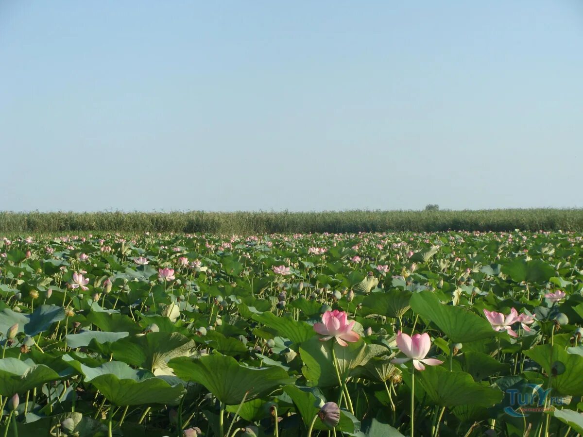 Лотосовые поля астрахань. Астрахань природа икряное. Дельта волги. Краснодарский край долина лотосов тамань. Волго-ахтубинская пойма.