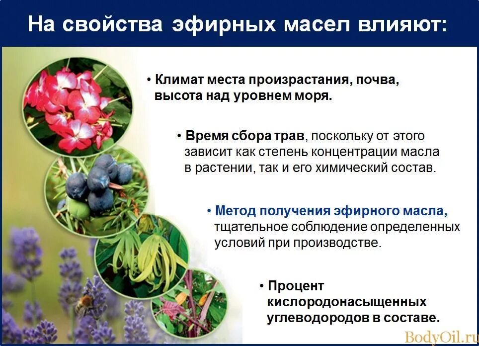 Состав и свойства масел