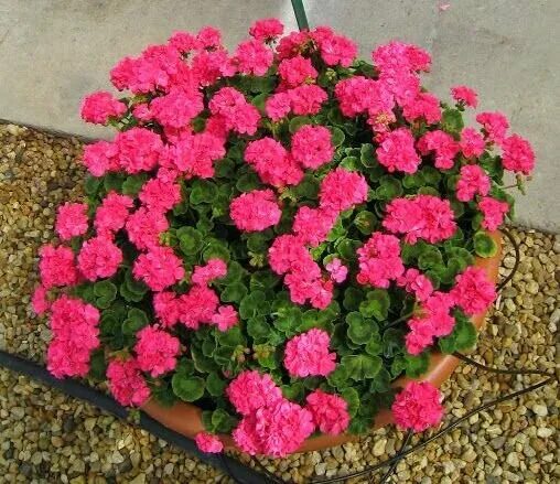 Peter grieve пеларгония. Питомника герань на дзержинке в калининграде. Питомник пеларгоний. Питомник пеларгоний. Питомник pac elsner пеларгоний в германии.