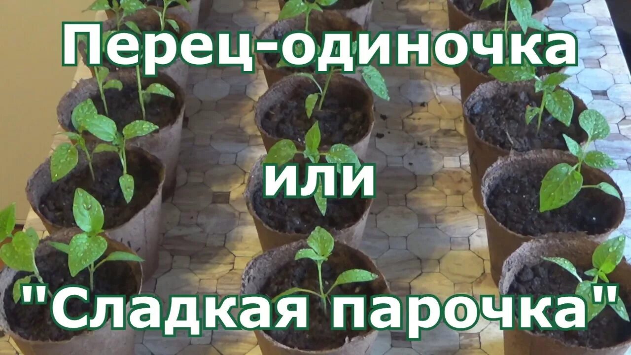 Помидоры сажать по 2. Пикировка перца на рассаду по 2 штуки. Пикировка сладкого перца. Пикировка перцев в стаканчики. Рассада перца в стаканчиках.