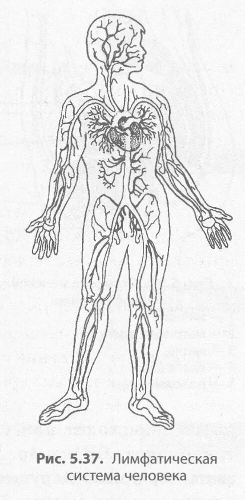 Системы органов человека лимфатическая система. Вена (анатомия) лимфа. Венозная и лимфатическая система. Лимфатическая система человека схема движения лимфы. Рисунок лимфатической системы