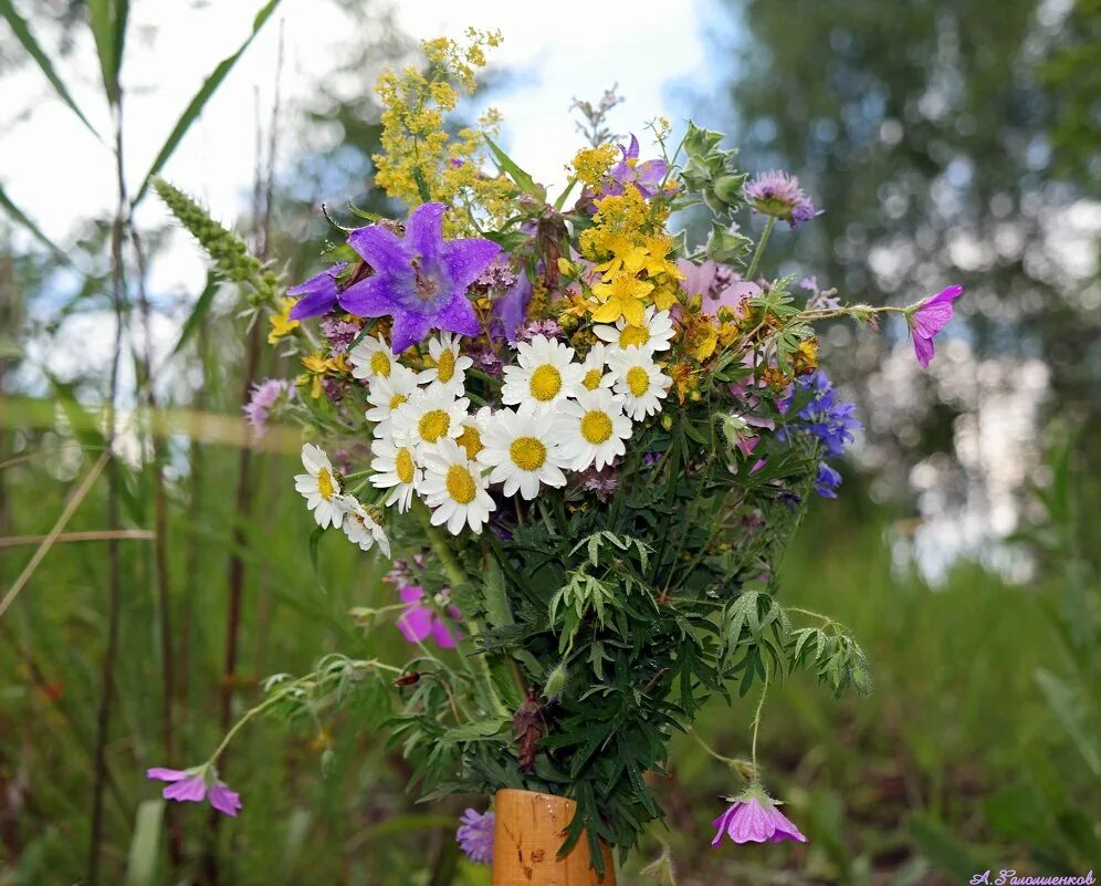 Лесные цветы букет. Букет из лесных цветов. Лесной букетик. Луговой букет. Букет лес.