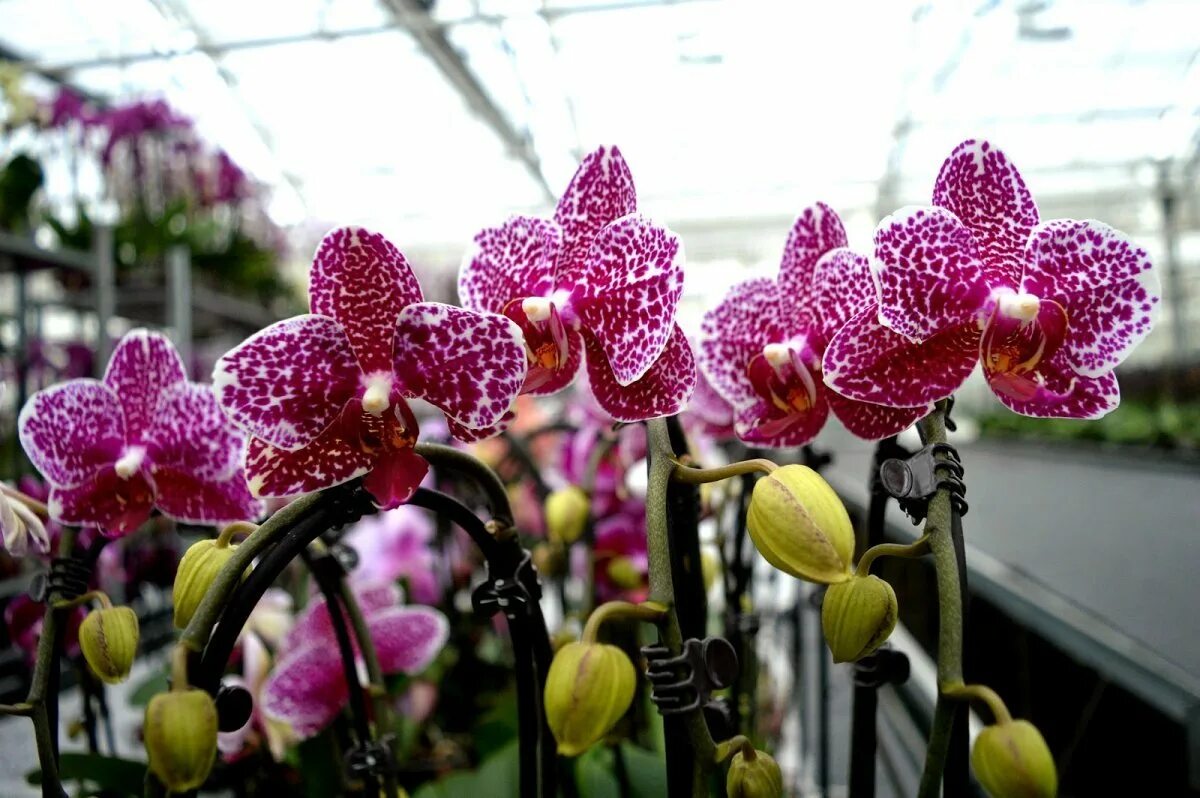 Микки опера орхидея. Орхидеи мики. Фаленопсис арлекин. Phal. Phal.