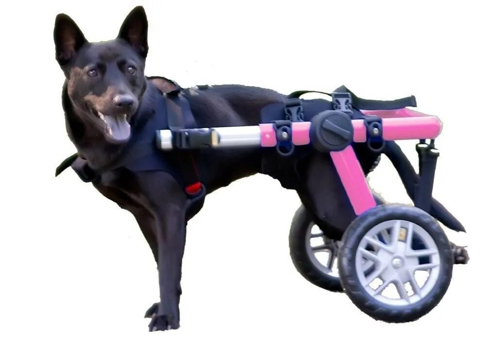 Инвалидная коляска для собак Walkin Wheels. Коляска для собак Walkin' Wheels. Инвалидные коляски Dog wheelchairs. Тележка для собаки инвалида.