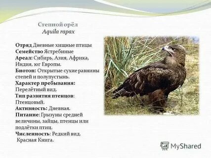Орел описание