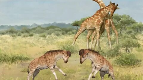 Giraffes have a long