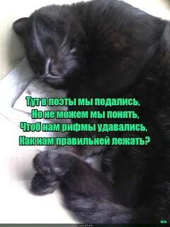 Рифма кошка