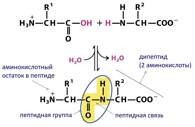 Пептидные связи есть в. Образование пептидной связи между аминокислотами реакция. Аминокислоты образование пептидной связи. Схема образования пептидной связи белка. Пептидная связь аминокислот схема.
