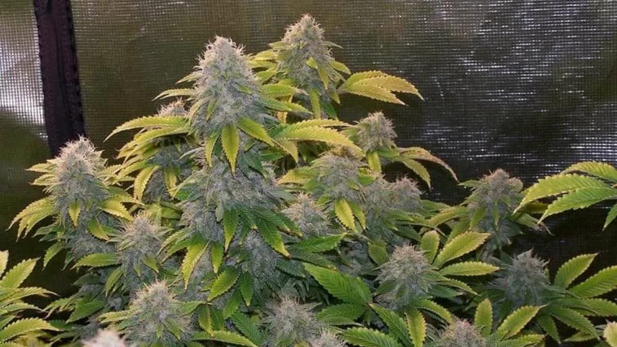 Gorilla glue сорт семяныч. Сорт northern lights automatic. Best auto отзывы. Auto b good. Шоссе космонавтов 328/1 пермь.