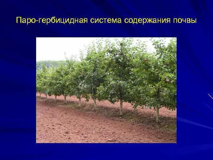 Системы содержания почвы