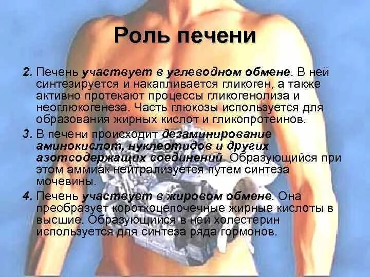 Функция печкер в пищеварении. Функции выделительной функции пищеварения. Печень и ее роль в пищеварении. Какова роль печени в процессе пищеварения. Роль печени и поджелудочной железы в процессе пищеварения.