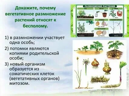Неограниченный рост у растений