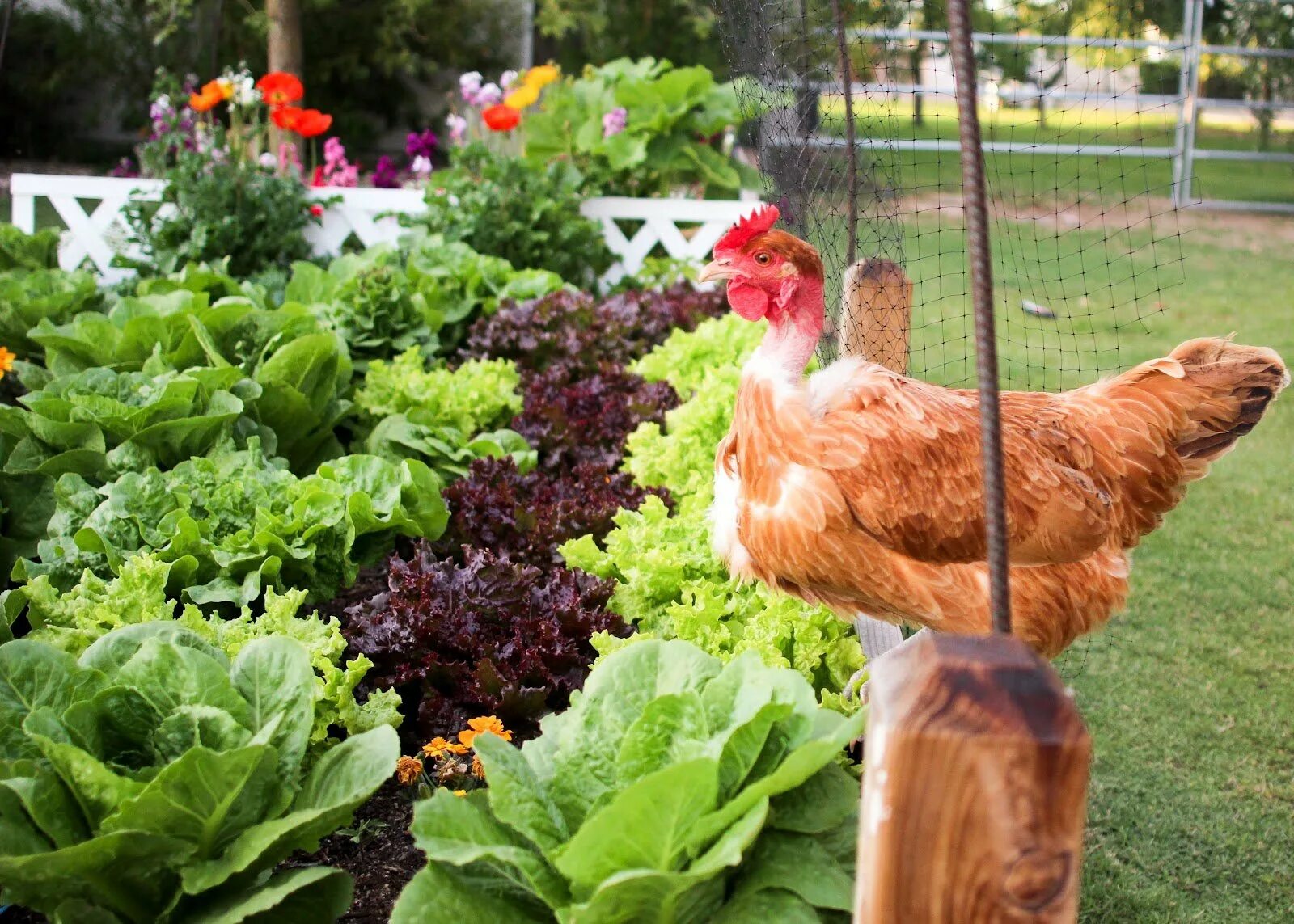 Подворье растения. Куры в огороде. Курицы на даче. Куры на даче. Красивый курятник.