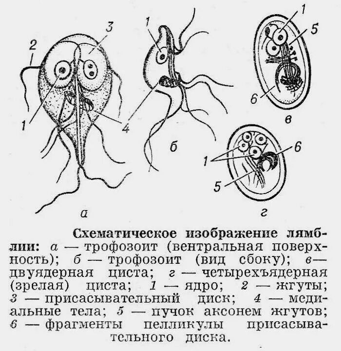 Строение паразитических. Лямблии вегетативная форма и цисты. лямблия циста строение. лямблия вегетативная форма строение. lamblia intestinalis строение рисунок.