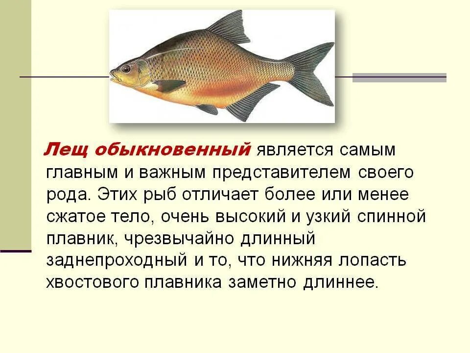 Сколько видов лещей