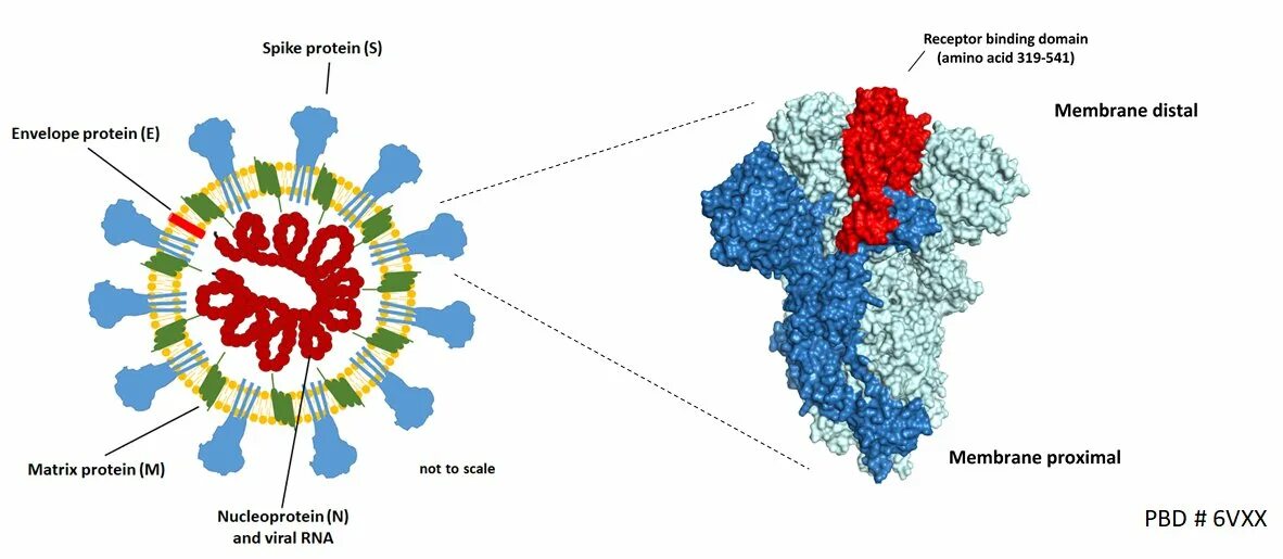 Антиген коронавирус sars cov 2. Spike Protein. Covid Spike Protein. Spike Protein SARS cov 2. Structure of Spike Protein SARS cov 2.