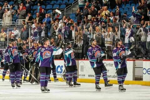 Solar bears
